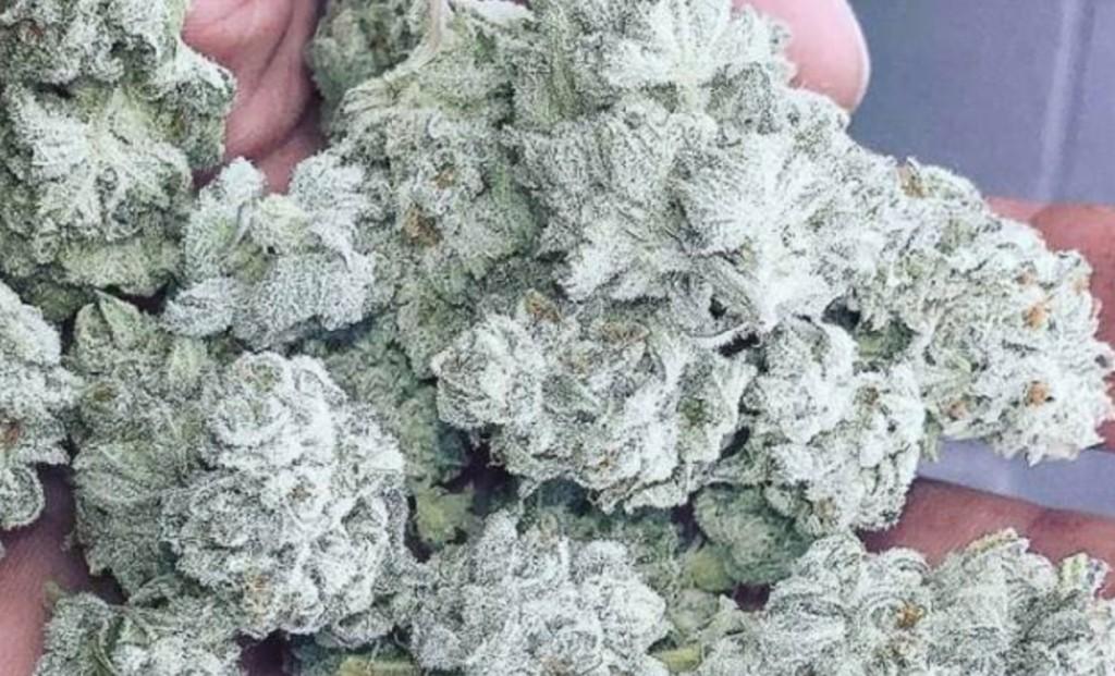 White Knight Marijuana Strain